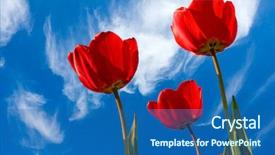  Presentation with blue and red - Theme having free season greeting holiday - red tulips on blue sky background and a ocean colored foreground