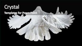  Presentation with white dove - Amazing theme having free flying white dove isolated backdrop and a black colored foreground