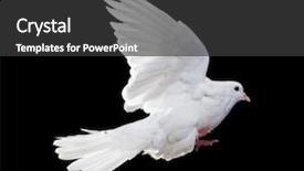 Presentation with white dove - PPT theme consisting of free flying white dove isolated background and a dark gray colored foreground
