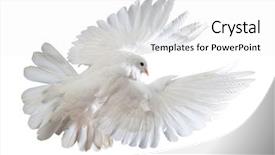  Presentation with white dove flying - Theme featuring free flying white dove isolated background and a white colored foreground