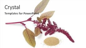  Presentation with white flowers - Presentation theme consisting of free food - twig with amaranth flowers background and a white colored foreground