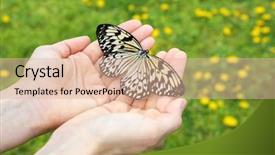  Presentation with butterfly - Presentation with free biology - beautiful butterfly on hands outdoors background and a tawny brown colored foreground