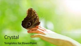  Presentation with mobile phone in woman hand - Audience pleasing slide set consisting of butterfly on woman hand close backdrop and a yellow colored foreground