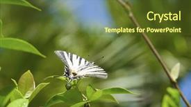  Presentation with butterfly transformation - Presentation design with butterfly sits on a branch background and a tawny brown colored foreground