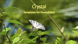  Presentation with butterfly transformation - Slide deck having butterfly sits on a branch background and a tawny brown colored foreground