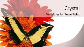  Presentation with butterfly colombia - Presentation theme consisting of free plant biology - harlequin butterfly on a flower background and a lemonade colored foreground