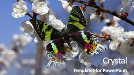  Presentation with butterfly - Beautiful slide deck featuring free plant biology - harlequin butterfly on a flowers backdrop and a gray colored foreground
