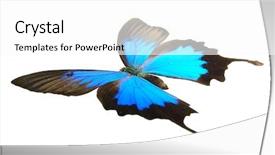  Presentation with australia - Audience pleasing slides consisting of australia free - papilio ulysses flying backdrop and a white colored foreground