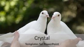  Presentation with human - Presentation having free heart shape background - white loving pigeons couple background and a light gray colored foreground