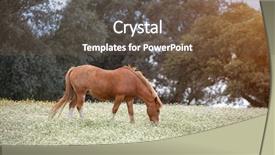  Presentation with gmo free meat - Colorful presentation design enhanced with free horse in a blossom backdrop and a tawny brown colored foreground