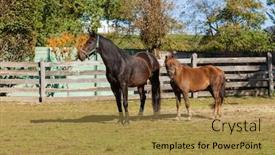  Presentation with free pediatric - Audience pleasing theme consisting of free horses in the enclosure of the farm backdrop and a gold colored foreground