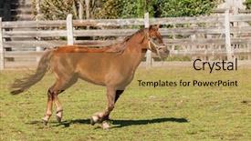  Presentation with free hockey - Cool new slides with free horses in the enclosure backdrop and a  colored foreground