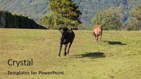  Presentation with free herbarium - Amazing PPT layouts having free horses in the enclosure backdrop and a  colored foreground