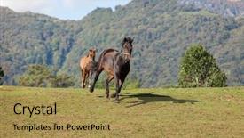  Presentation with horse racing - Slide deck consisting of free horses in the enclosure background and a  colored foreground