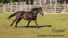  Presentation with farm - Beautiful theme featuring free horses in the enclosure backdrop and a  colored foreground