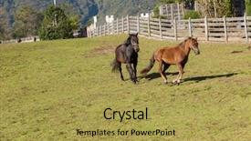  Presentation with horses - PPT layouts with free horses in the enclosure background and a  colored foreground