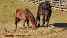  Presentation with horses - Colorful slide deck enhanced with free horses in the enclosure of the farm backdrop and a gold colored foreground