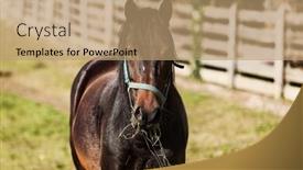  Presentation with horses - Theme having free horses in the enclosure of the farm background and a coral colored foreground
