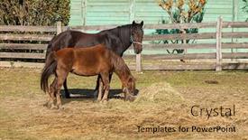  Presentation with horses - Audience pleasing PPT layouts consisting of free horses in the enclosure of the farm backdrop and a coral colored foreground