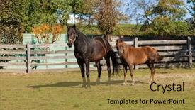  Presentation with free hadball - Slide deck featuring free horses in the enclosure background and a  colored foreground