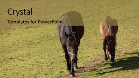  Presentation with farm - PPT layouts enhanced with free horses in the enclosure background and a  colored foreground
