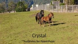  Presentation with farm - Amazing slide deck having free horses in the enclosure backdrop and a  colored foreground