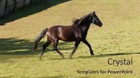  Presentation with horses and children - Beautiful PPT theme featuring free horses in the enclosure backdrop and a  colored foreground