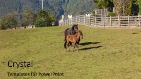 Presentation with horses - Colorful theme enhanced with free horses in the enclosure backdrop and a  colored foreground