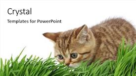  Presentation with free cat - Cool new presentation with free kitten - cat behind grass backdrop and a white colored foreground