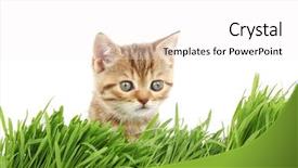  Presentation with free cat - Presentation theme having free kitten - cat behind grass background and a white colored foreground