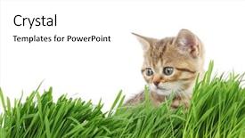  Presentation with free cat - Cool new PPT theme with free kitten - cat behind grass backdrop and a white colored foreground