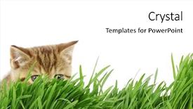  Presentation with free cat - Colorful PPT layouts enhanced with free kitten - cat behind grass backdrop and a white colored foreground