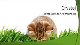  Presentation with free cat - Presentation featuring free kitten - cat behind grass background and a white colored foreground