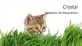  Presentation with cat and moon - Theme consisting of free kitten - cat behind grass background and a white colored foreground