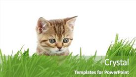  Presentation with grass - Theme having free kitten - cat behind grass background and a tawny brown colored foreground