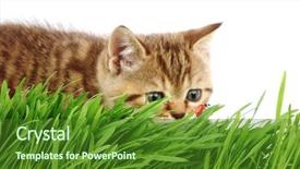  Presentation with cat - PPT layouts enhanced with free kitten - cat behind grass background and a forest green colored foreground