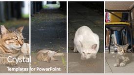  Presentation with dog and cat - Audience pleasing theme consisting of free kitten - collection of cat backdrop and a  colored foreground