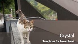  Presentation with walking cat - Cool new presentation theme with electrician trying to untangle wires in repair concept backdrop and a gray colored foreground