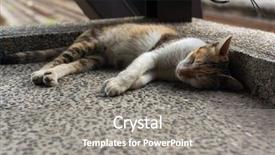  Presentation with flower corner - PPT theme having free kitten - tortoiseshell catt lying background and a  colored foreground