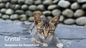  Presentation with cat - Cool new presentation theme with free kitten - young tabby cat lying backdrop and a  colored foreground