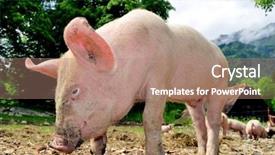  Presentation with pig farm - Presentation theme consisting of free living small pigs background and a coral colored foreground
