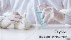  Presentation with scientific - Beautiful theme featuring free medical - white rabbit in scientific lab backdrop and a light gray colored foreground