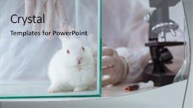  Presentation with scientific - Beautiful slide set featuring free microbiology - white rabbit in scientific lab backdrop and a light gray colored foreground