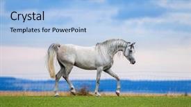  Presentation with white horse - Presentation featuring free moving background - young white horse runs background and a light blue colored foreground