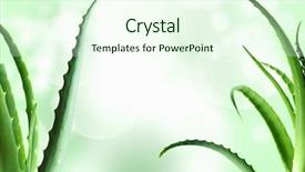  Presentation with aloe vera - Presentation design enhanced with free photo frame - aloe vera leaves detailed background background and a sky blue colored foreground