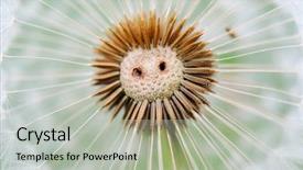  Presentation with soybean seed soy field seeding - Theme having free plant biology - dandelion seed background and a  colored foreground