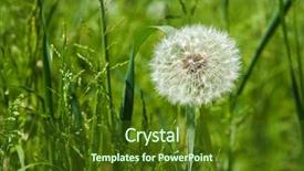  Presentation with dandelion - Audience pleasing PPT theme consisting of free plant biology - extra close up backdrop and a  colored foreground