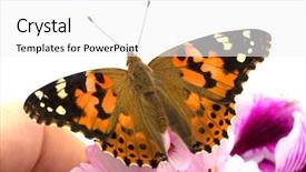 Presentation with plant biology - Audience pleasing slides consisting of free plant biology - image of a butterfly sitting backdrop and a white colored foreground