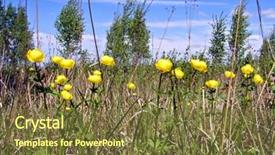  Presentation with mustard seeds yellow flowers - Colorful PPT theme enhanced with free plant biology - yellow flowerses on field backdrop and a  colored foreground
