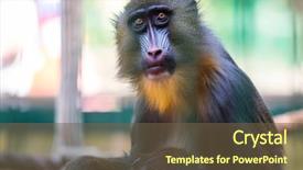  Presentation with zoo - Audience pleasing presentation theme consisting of exterior of villa with beautiful landscape over lugano lake backdrop and a ocean colored foreground